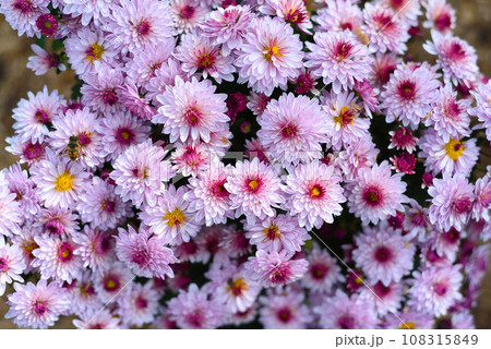 Gigi Pink Chrysanthemum close up 108315849