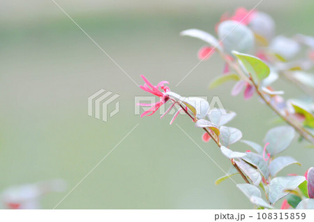 Loropetalum chinense , Chinese fringe flower or Chinese witch hazel or Loropetalum or HAMAMELIDACEAE 108315859