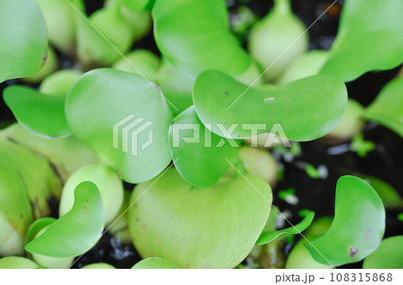 Water hyacinth, Eichhornia crassipes or PONTEDERIACEAE or Floating water hyacinth or Java Weed Water hyacinth, Eichhornia crassipes or PONTEDERIACEAE or Floating water hyacinth or Java Weed 108315868