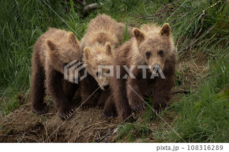 Brown Bear Fishing for Sockeye Salmon in Alaksa  108316289