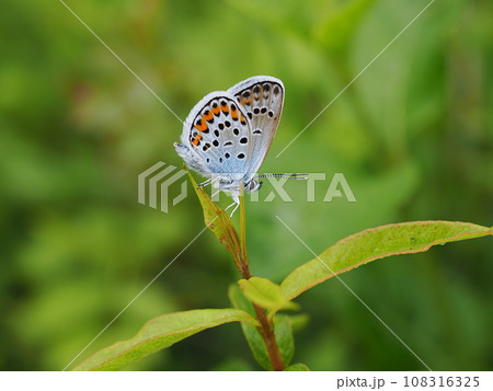 ヒメシジミ 108316325
