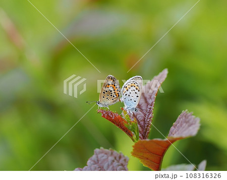 ヒメシジミ 108316326