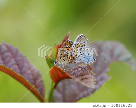 ヒメシジミ 108316329