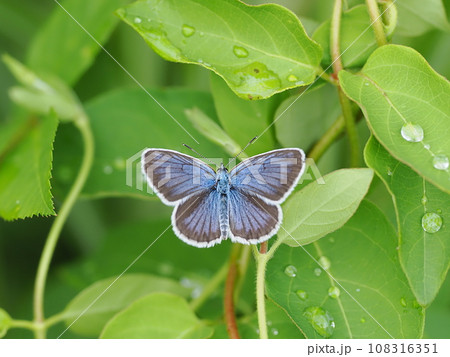 ヒメシジミ 108316351