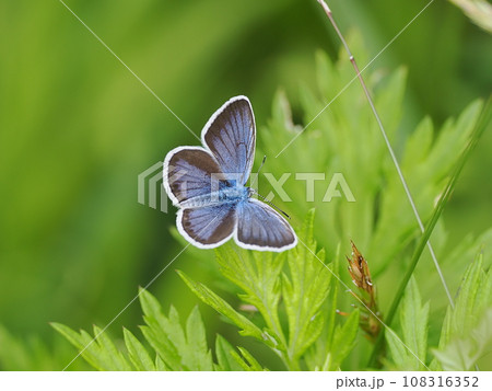 ヒメシジミ 108316352