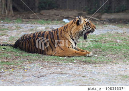 The bengal tiger is sit and rest in garden The bengal tiger is sit and rest in garden 108316374