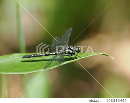 ヒロシマサナエ ヒロシマサナエ 108316443