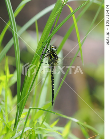 サラサヤンマ 108316474