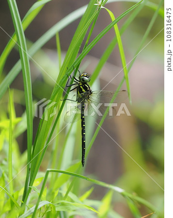 サラサヤンマ サラサヤンマ 108316475