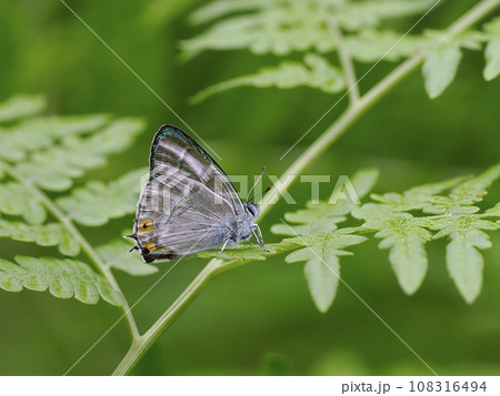 ヒロオビミドリシジミ ヒロオビミドリシジミ 108316494