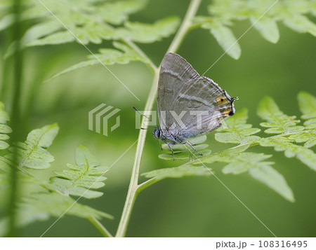 ヒロオビミドリシジミ ヒロオビミドリシジミ 108316495