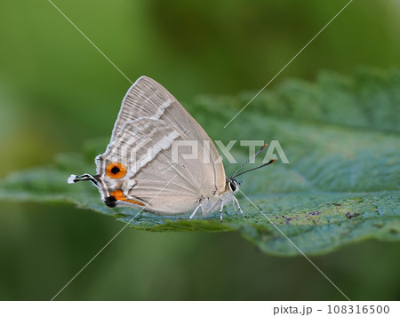 ヒロオビミドリシジミ 108316500