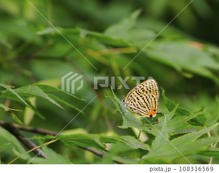 ウラナミアカシジミ ウラナミアカシジミ 108316569