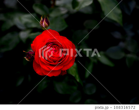 赤い薔薇の花 ダーク 赤い薔薇の花 ダーク 108316572
