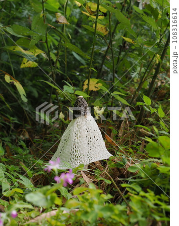 キヌガサタケ 108316614