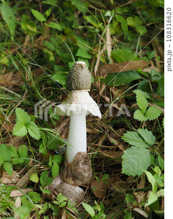 キヌガサタケ キヌガサタケ 108316620