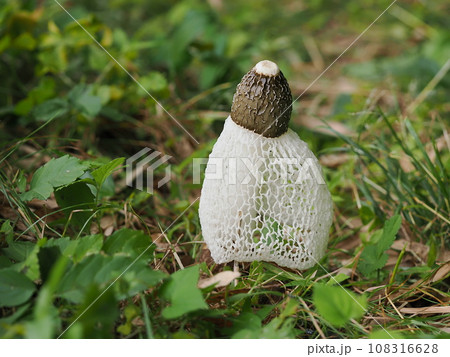 キヌガサタケ 108316628