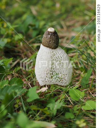 キヌガサタケ キヌガサタケ 108316629