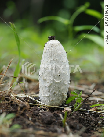 ササクレヒトヨタケ 108316652