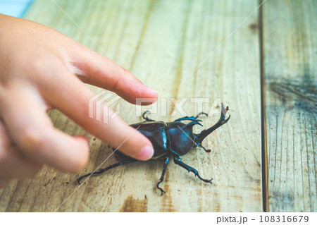 カブトムシ飼育 108316679