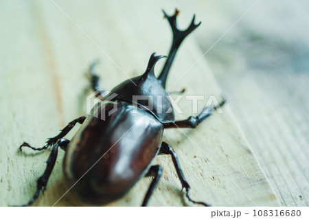 カブトムシ飼育 108316680