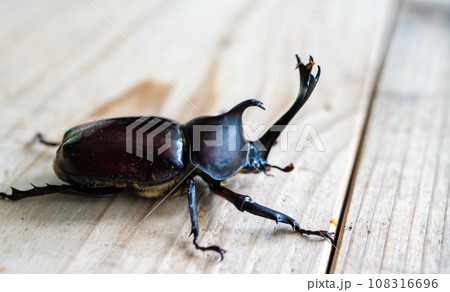 カブトムシ飼育 108316696