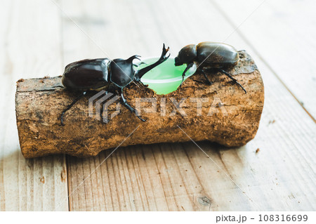 カブトムシ飼育 108316699