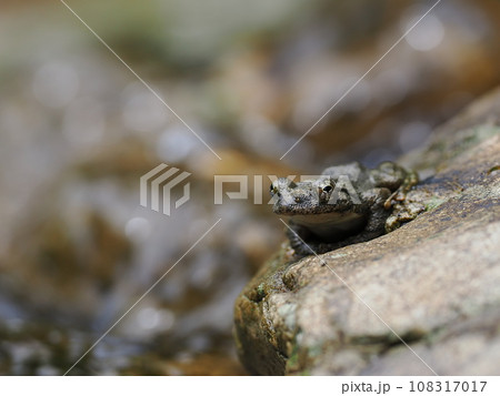 カジカガエル 108317017
