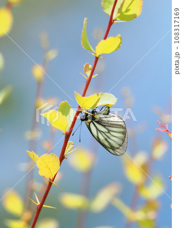 ミヤマシロチョウ 108317169