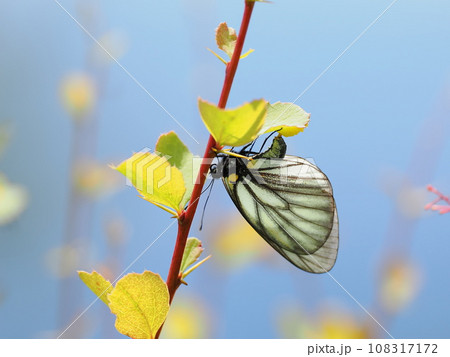 ミヤマシロチョウ 108317172