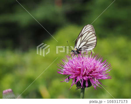 ミヤマシロチョウ 108317173