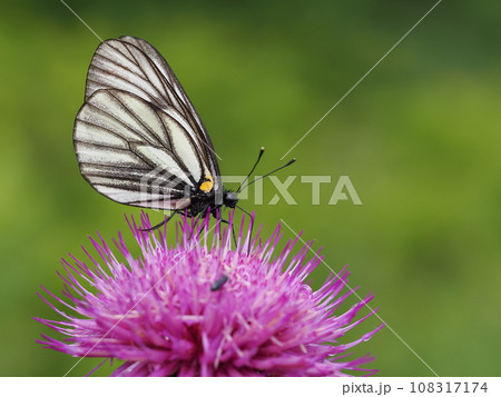 ミヤマシロチョウ 108317174