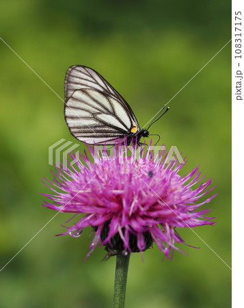 ミヤマシロチョウ 108317175