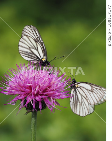 ミヤマシロチョウ 108317177