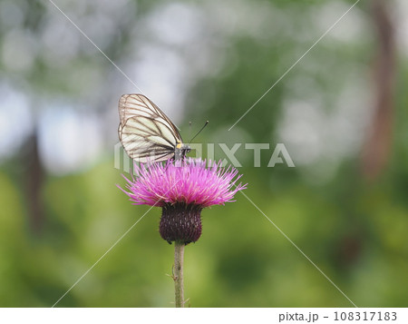 ミヤマシロチョウ 108317183