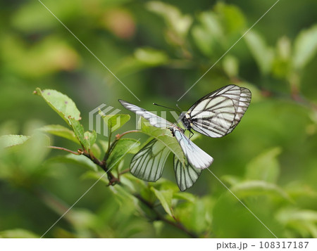 ミヤマシロチョウ 108317187