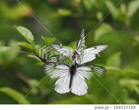 ミヤマシロチョウ 108317189