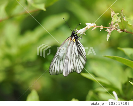 ミヤマシロチョウ 108317192