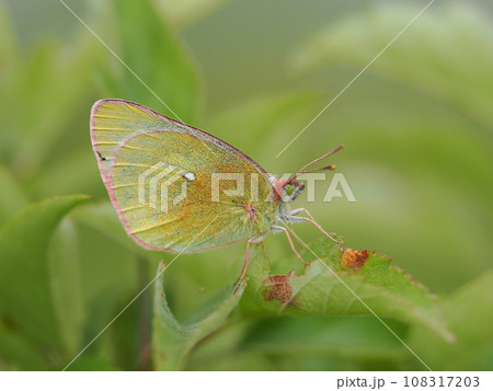 ミヤマモンキチョウ 108317203