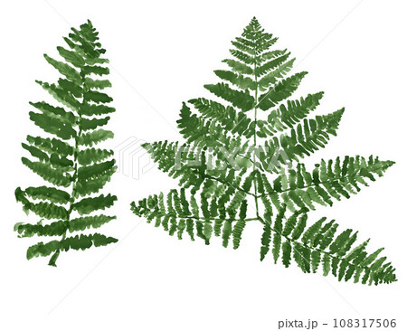 Isolated ferns leaves on white background 108317506