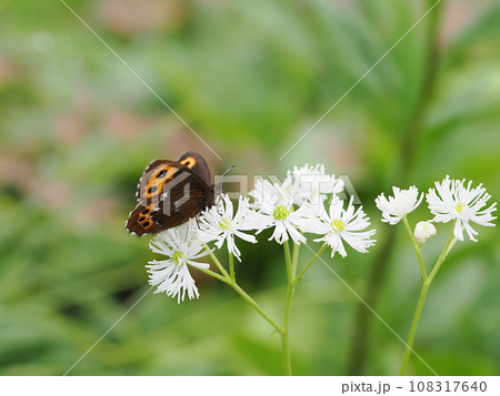 クモマベニヒカゲ 108317640