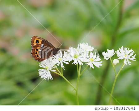 クモマベニヒカゲ 108317641