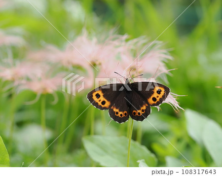 クモマベニヒカゲ 108317643