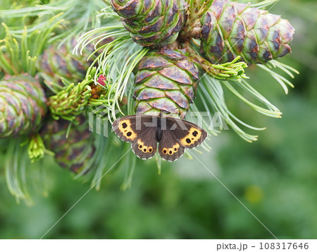 クモマベニヒカゲ 108317646