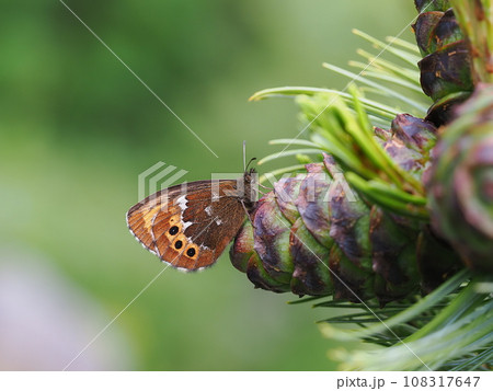 クモマベニヒカゲ 108317647