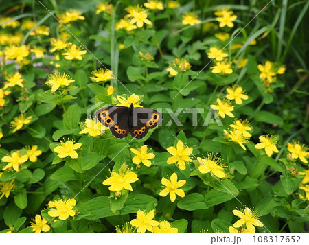 クモマベニヒカゲ クモマベニヒカゲ 108317652