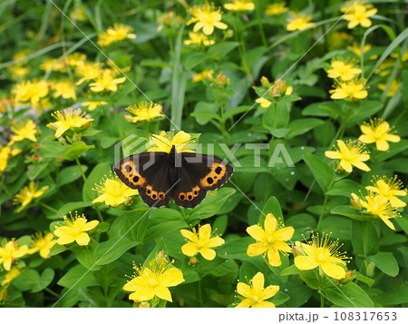 クモマベニヒカゲ クモマベニヒカゲ 108317653