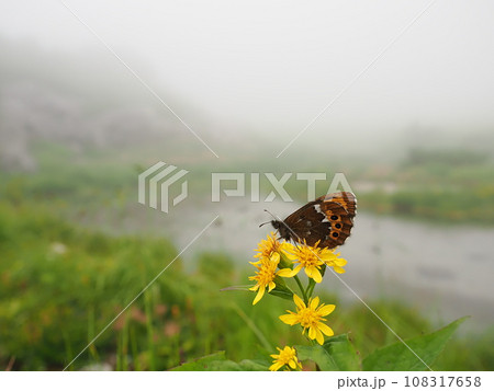 クモマベニヒカゲ 108317658