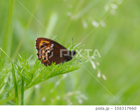 クモマベニヒカゲ 108317660