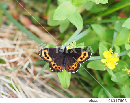 クモマベニヒカゲ クモマベニヒカゲ 108317668